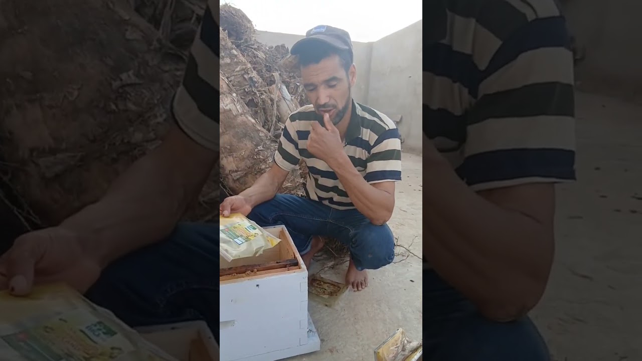 نتائج مذهلة لتغذية النحل كيف تطور خلية صغيرة مكونة من إطارين فقط  في شهر جويلية؟