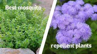 Best mosquito repellent plants by Knowledge Inshort 24 views 6 months ago 6 minutes, 11 seconds