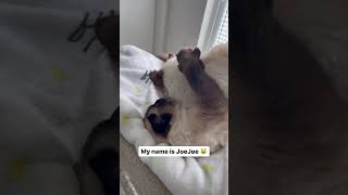My Siamese Cats Fight All The Time!