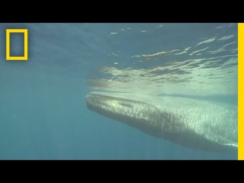 The World's Biggest Animal May Be Getting Bigger | National Geographic