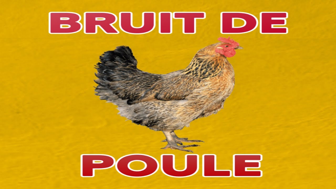 bruit de POULE 🐔 (claquettement/gloussement) - YouTube