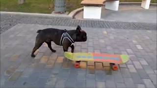 Говорящая собака катается на скейте