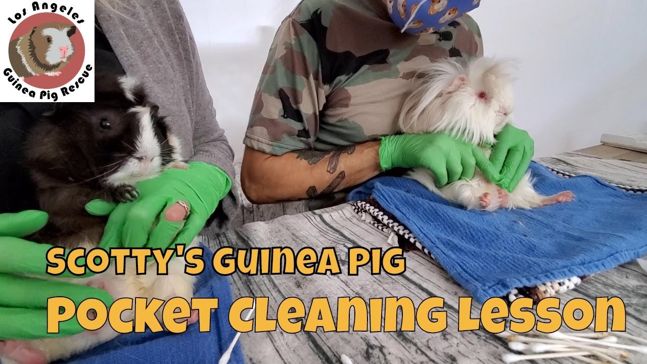 Saskia Teaches Male Guinea Pig Pocket Cleaning Technique to Scotty