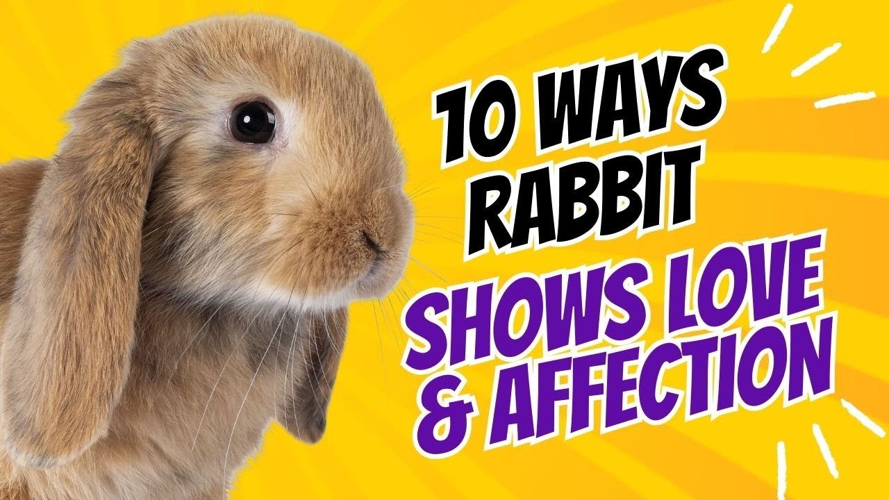 10 Ways Your Rabbit Shows Love and Affection