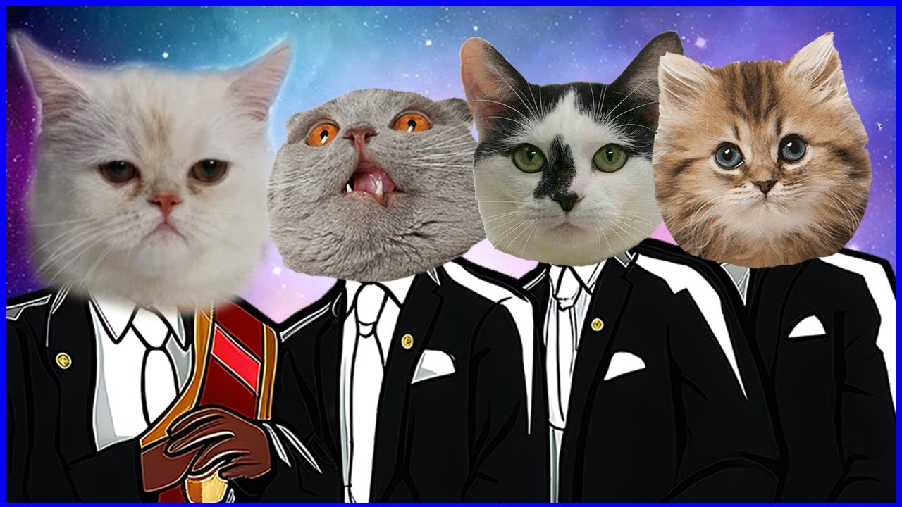 🤢 Welcome to Kitty City - Coffin Dance Song (COVER) - Cats USA