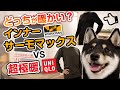 【ワークマン】サーモマックス インナーとユニクロの超極暖 暖かさ比較【柴犬】