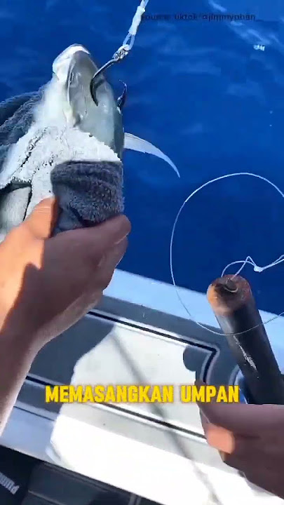FISHING FOR GROUPER WITH A SOPHISTICATED FISHING ROD #fishing #mancing #ajokoyen #shorts