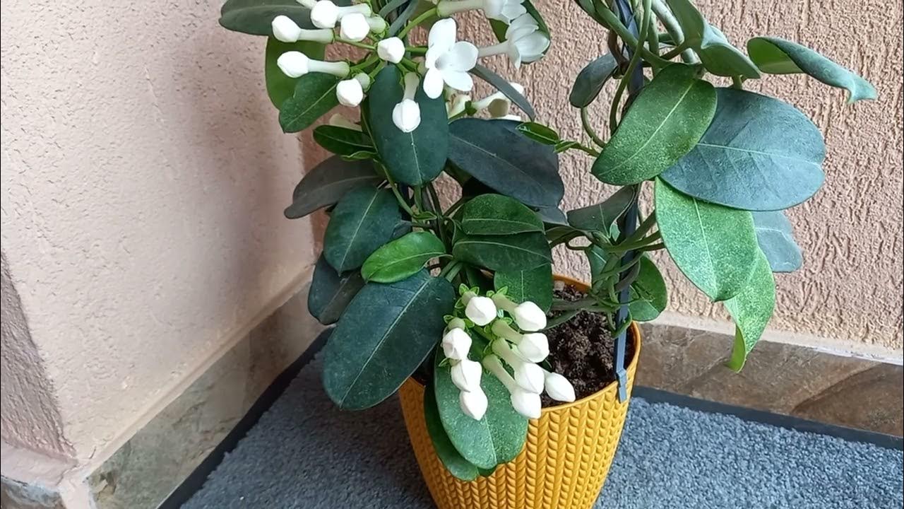 De Ce Se îngălbenesc Frunzele La Iasomia De Madagascar Iasomia de Madagascar, de ce nu infloreste!Cum o ajutam!? - YouTube