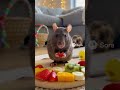 Cute Rat Enjoying Fresh Fruit 🍓🐭 #viral #viralshort
