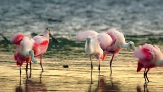 Islandology - No. 24