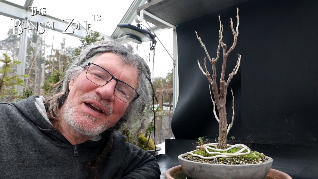 Repotting My Wisteria, The Bonsai Zone, Mar 2026