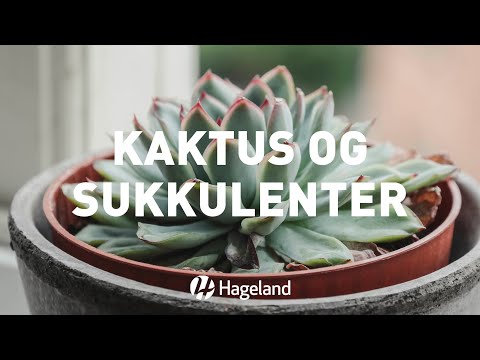 Video: Reproduksjon Av Kaktus Med Frø: Voksende Kaktus Fra Frø