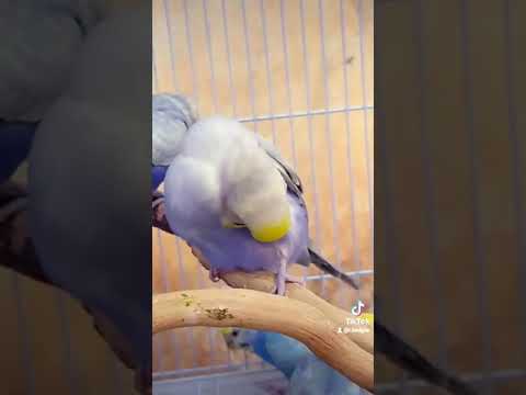 من اجمل الطفرات البادجي