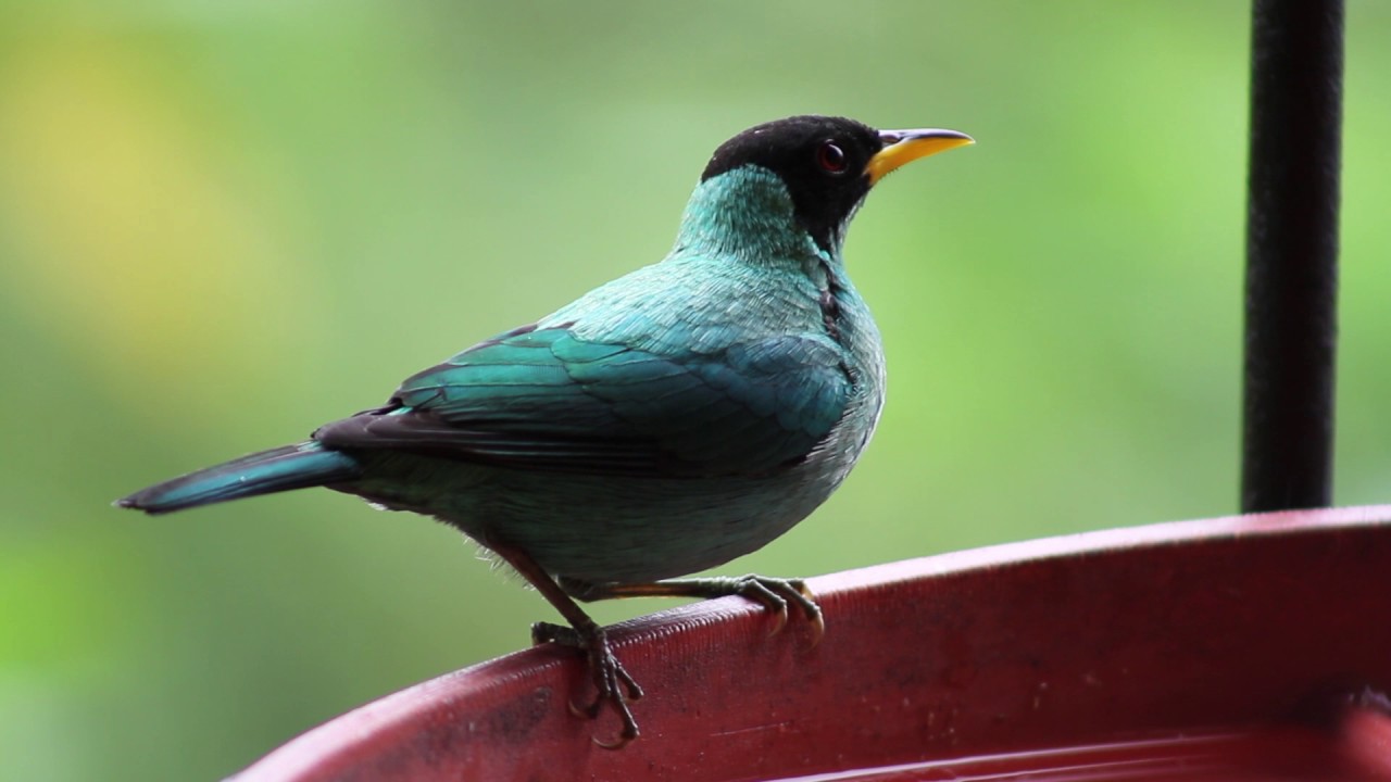 Buenaventura Reserve, Umbrellabird Lodge