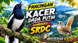 Download lagu Pancingan Kacer Dada Putih Full Isian Masteran SRDC | Suara Gacor Merdu untuk Pemasteran