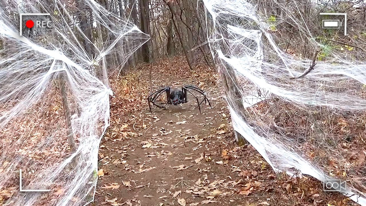 Trail Cam Captures What No One Was Supposed to See