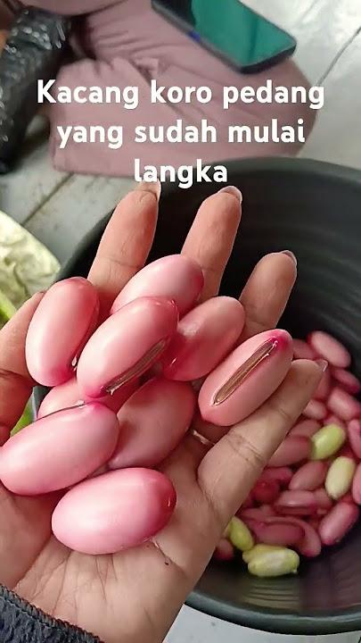 kacang koro pedang jumbo biji merah#kacanglangka#koropedang
