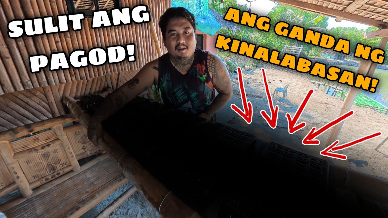 ALIMANGO FARMING 🦀 KAYA PALA GAWIN TO KAILANGAN LANG NG TIYAGA! 😩