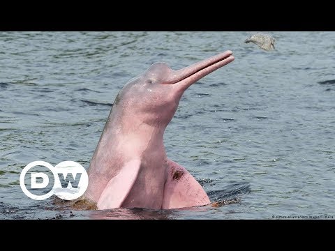 Video: Der Seltenste Rosa Delphin Traf Das Kameraobjektiv - Alternative Ansicht