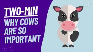 Why Cows Are So Important - Two Minute Explainer