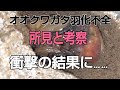 オオクワガタ羽化不全の所見と考察！衝撃の結果に………