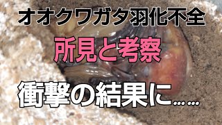 オオクワガタ羽化不全の所見と考察！衝撃の結果に………
