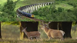 ZSL: Leveraging AI and Cloud Computing for Wildlife Conservation with Network Rail