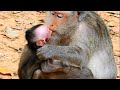 Very heartbreaking mom punishment on baby monkey too hurt by biting too hard