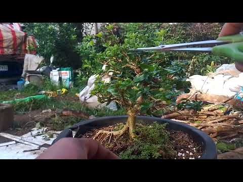 Bonsai workshop, to Muna Gawin natin ngaun #bonsaiexoticpets