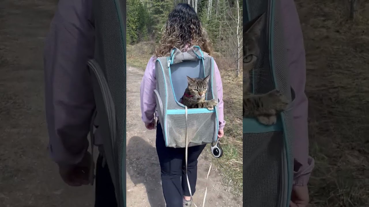 The Best Way To Enjoy A Hike Catvideos Cats Catshorts