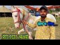 शानदार बच्ची आई सेल के लिए घोड़ी हो तो ऐसी! अमृतसर मंडी में! Amritsar horse Mela 2022