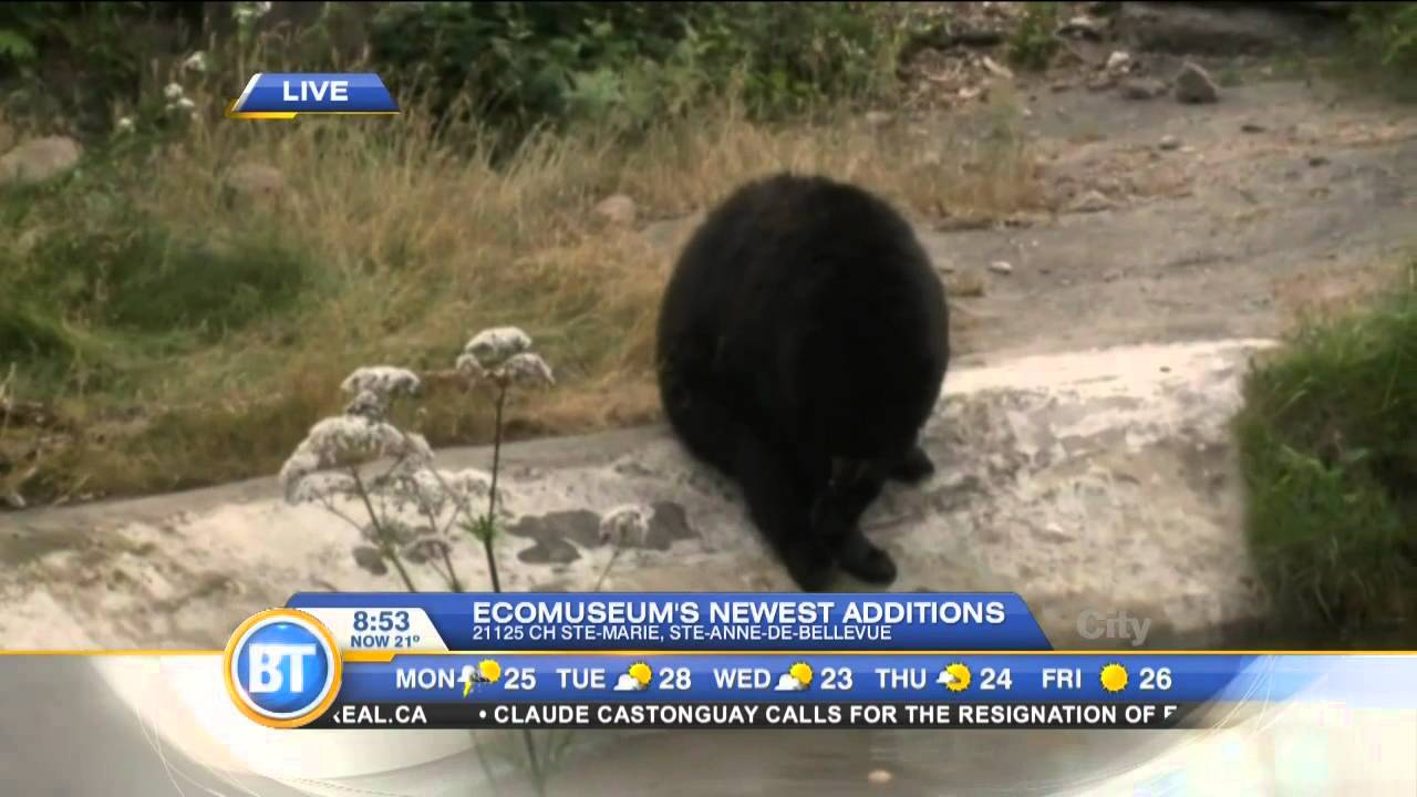 Juno the black bear at the Ecomuseum