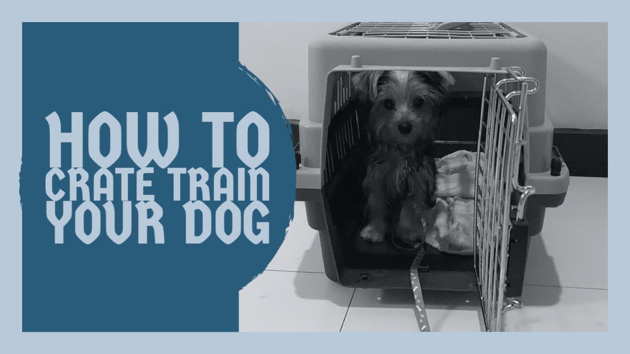 Life With Sundae Ep. 4 How to Crate Train (Potty Train) Your Dog