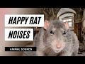 The animal sounds happy rat  sound effect  animation