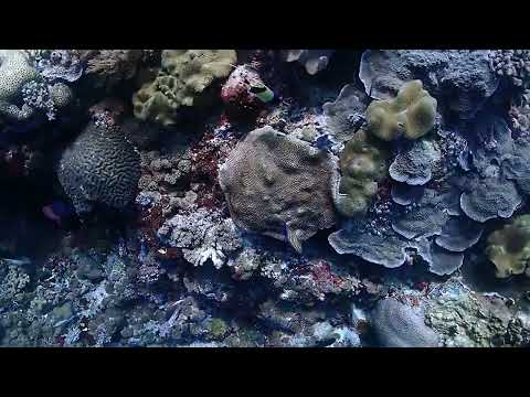 Tubbataha, Philippines - Jessie Beazley Reef