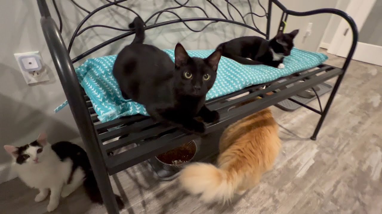 New cats at the cat café YouTube
