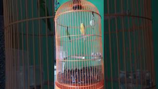 Kenari AF isian love bird,gereja..fighter