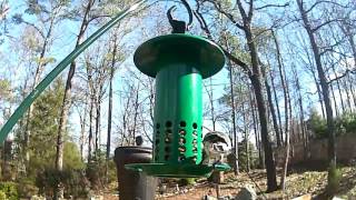 Pine Warbler at the worm feeder
