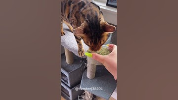 Not a single cat can resist the power of catnip.#cat #kitten #funnycat #funnyanimals #funnypets