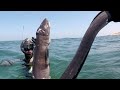 Best Big Eel Fishing. - Amazing Catching & Processing Eel on The Sea