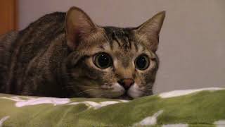 目をまん丸にして獲物を狙う猫 Youtube 目をまん丸にして獲物を狙う猫 Youtube