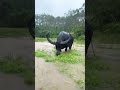 #عشقالطبيعه #cooking #food #food #اكسبلور #funny #film #nature #ترند #horse #horse #satisfying #