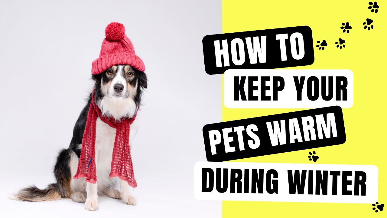 How to Keep Your Pets Warm During Winter YouTube