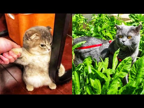 Cute baby animals Videos Compilation Cutest moment of the animals | Animaly #58