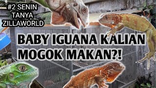 4 FAKTOR INI FATAL JIKA TIDAK DILAKUKAN!!! PENYEBAB MOGOK MAKAN PADA BABY IGUANA