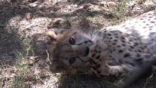 Baby Cheetah screenshot 5
