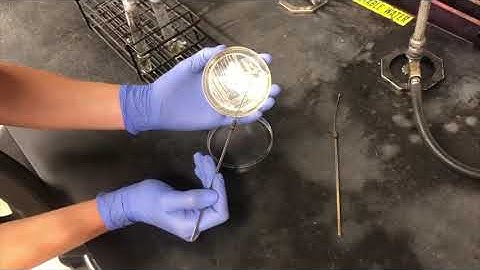 Exercise 8- The IMViC Tests