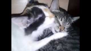Как кошки любят друг друга. Как кошки любят друг друга.