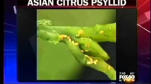 Agriculture Officials Warn Homeowners of the Asian Citrus Psyllid