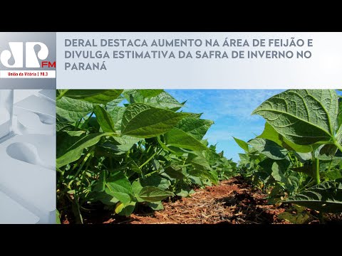 DERAL DESTACA AUMENTO NA ÁREA DE FEIJÃO E DIVULGA ESTIMATIVA DA SAFRA DE INVERNO NO PARANÁ